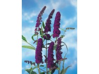 OBI Violett Container nyáriorgona kb. 3 l OBI Violett Container nyáriorgona kb. 3 l