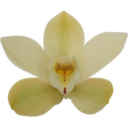 Közeli kép egyetlen, világossárga Cymbidium orchidea virágról finom részletekkel.