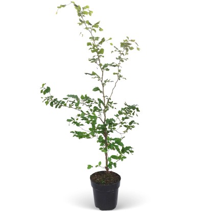 Bükk készlet 110 db magasság kb. 125-150 cm cserép kb. 5 l Fagus sylvatica