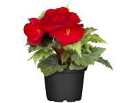 Gumós begónia cserépátmérő kb. 11 cm Begonia Gumós begónia cserépátmérő kb. 11 cm Begonia