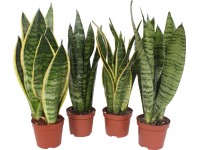 GROW by OBI anyósnyelvfajták 30-35 cm cserépátmérő 9 cm Sansevieria Trifasciata GROW by OBI anyósnyelvfajták 30-35 cm cserépátmérő 9 cm Sansevieria Trifasciata