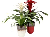 Guzmánia kompozíció kerámiában cserépátmérő: kb. 13 cm Guzmánia kompozíció kerámiában cserépátmérő: kb. 13 cm