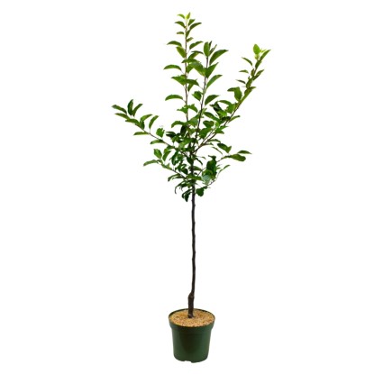 GROW by OBI "Topaz" bio téli alma narancs-piros mag. kb. 100-120 cm cserép 7 l