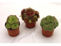 Sziklakert évelő 4 db-os 10,5 cm