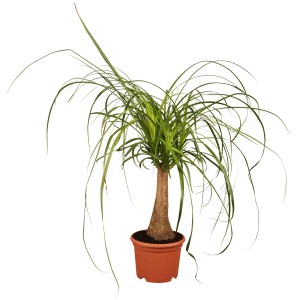Elefántláb (Beaucarnea recurvata) barna cserépben, kb. 21 cm átmérőjű. Szobanövény hosszú, vékony, zöld levelekkel.