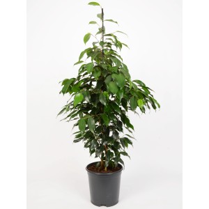 Zöld GROW by OBI Benjámin-fikusz (Ficus Benjamina) cserépben, kb. 95-105 cm magas.