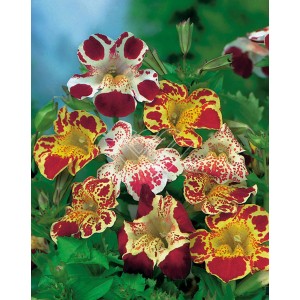 Gauklerblume különböző színekben, cserép-Ø kb. 9 cm. Gazdagon virágzó mocsári növény feltűnő virágokkal.