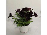 Petúnia fehér 10,5 cm cserépben Petúnia fehér 10,5 cm cserépben