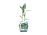 GROW by OBI fehér vízigyömbér cserépátmérő 18 cm Thalia dealbata