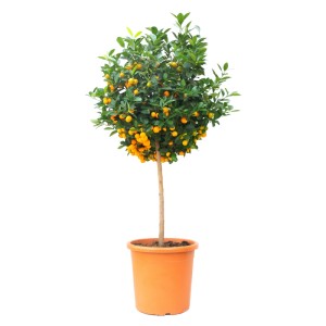 GROW by OBI Citrom mini törzsű fa cserépben, kb. 100 cm magas, érett, sárga gyümölcsökkel.