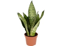 Anyósnyelv cserépátmérő: kb. 12 cm Sansevieria zeylanica compacta Anyósnyelv cserépátmérő: kb. 12 cm Sansevieria zeylanica compacta