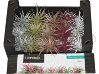 Szakállbromélia különböző színekben cserép nélkül Szakállbromélia különböző színekben cserép nélkül