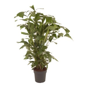Haldarokú pálma (Caryota mitis) cserépben, kb. 155-165 cm magas, zöld szobanövény jellegzetes levelekkel.