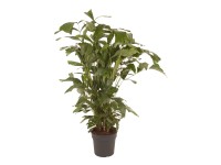 Halfarokpálma magasság kb. 155 cm - 165 cm cserépátmérő kb. 31 cm