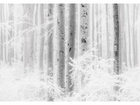Komar vlies fotótapéta Winter Wood 400 cm x 280 cm Komar vlies fotótapéta Winter Wood 400 cm x 280 cm