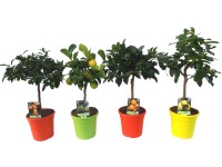 Mini törzses citrus mix cserépátmérő kb. 20 cm Citrus