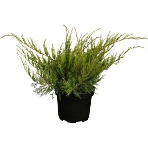 Zöld boróka Mint Julep cserépben, kb. 5-10 cm magas.