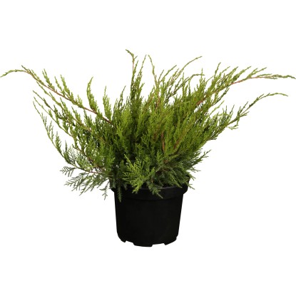 OBI terülő boróka "Mint Julep" magassága kb. 5-10 cm cserepe kb. 2 l Juniperus