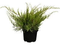 OBI terülő boróka 