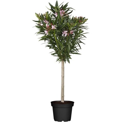 Leander (Nerium oleander)