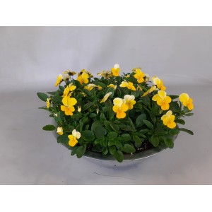 Szarvacskás árvácska cink edényben, sárga-fehér virágok, cserép átmérője kb. 29 cm. Virágzó dézsás növény erkélyre és teraszra.
