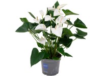 Flamingóvirág Fehér magasság kb. 60 cm - 70 cm cserépátmérő kb. 17 cm Flamingóvirág Fehér magasság kb. 60 cm - 70 cm cserépátmérő kb. 17 cm
