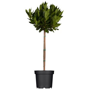Babérfa törzs (Laurus nobilis), kb. 125-150 cm magas, cserépben. Örökzöld dézsás növény.