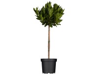 Babértörzs magasság kb. 125-150 cm cserépátmérő kb. 30 cm Laurus nobilis Babértörzs magasság kb. 125-150 cm cserépátmérő kb. 30 cm Laurus nobilis