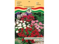 Százszorsz Pompon szk vetőmag