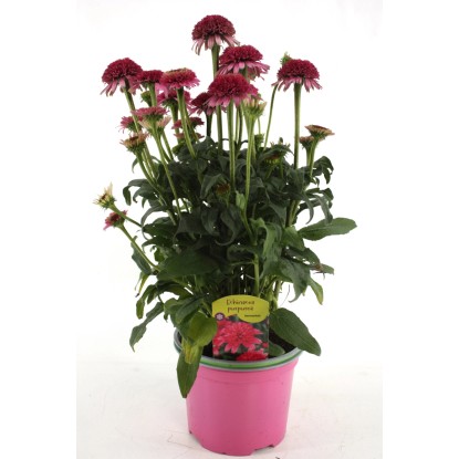 GROW by OBI bíbor kasvirág válogatás magasság kb. 28 cm Echinacea purpurea