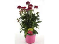 GROW by OBI bíbor kasvirág válogatás magasság kb. 28 cm Echinacea purpurea