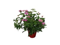 Lantana rózsaszín 12 cm Lantana rózsaszín 12 cm