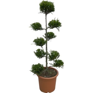 Formázott ciprus 'Castlewelland Gold' cserépben, kb. 80 cm magas. Örökzöld formázott növény kertbe és cserépbe.