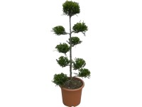 OBI Leyland-ciprus OBI Leyland-ciprus