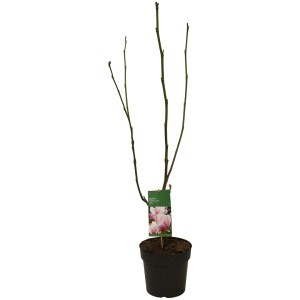 GROW by OBI Magnolia Cameo cserépben, kb. 60-80 cm magas, fehér-rózsaszín virágok a címkén.