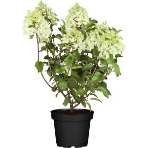 Skyfall bugás hortenzia cserépben, fehér virágok, magasság 50-60 cm.