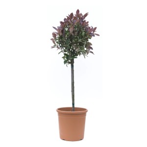 GROW by OBI mini törzs, kb. 80 cm magas, cserépben. Piros és zöld levelű fácska.