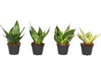 Anyósnyelv Anyósnyelv