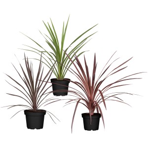 Cordyline australis válogatás cserépben, különböző színekben.