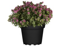 Örökzöld veronikacserje magasság kb. 10 cm - 20 cm cserépátmérő kb. 12 cm