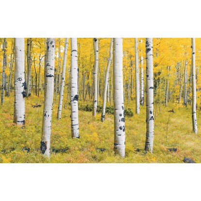 Komar vlies fotótapéta Orange Forest 400 cm x 250 cm