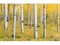 Komar vlies fotótapéta Orange Forest 400 cm x 250 cm