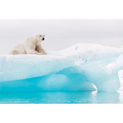 Komar tapéta Arctic Polar Bear 368 cm x 254 cm