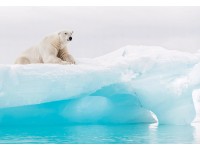 Komar tapéta Arctic Polar Bear 368 cm x 254 cm Komar tapéta Arctic Polar Bear 368 cm x 254 cm