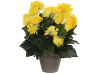 Műnövény begónia sárga cserépátmérő 11,5 cm magasság 30 cm átmérő 25 cm