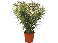 Leander fehér cserépátmérő: kb. 20 cm Nerium