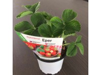 Eper folytontermő színes etikettel 12 cm Eper folytontermő színes etikettel 12 cm