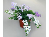 Bacopa (Epic mega pack)