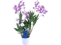 Berry Oda cserépátmérő kb. 12 cm (Dendrobium) magassága 40 cm