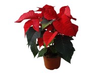 Mikulásvirág piros 10,5 cm